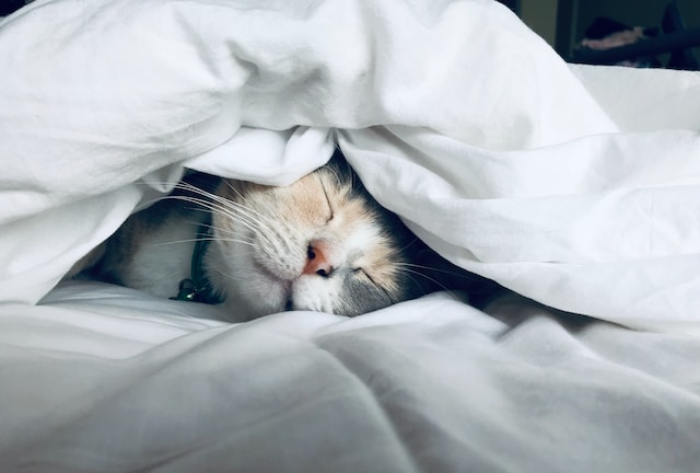 Katze unter der Decke