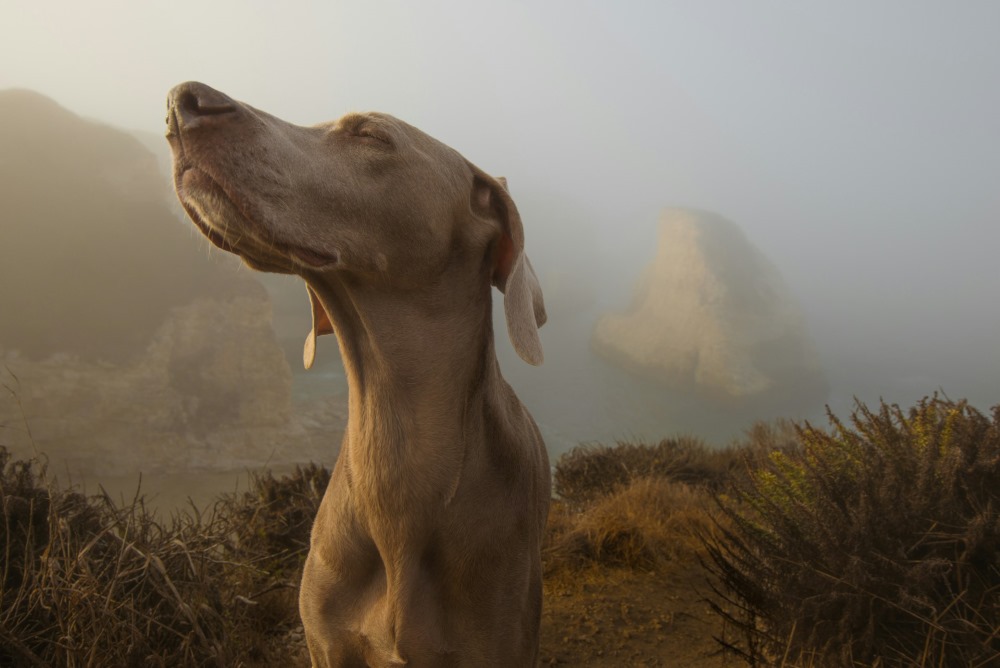 Können Hunden Lungenkrebs erschnüffeln? Wie gut ist ihre Nase wirklich?